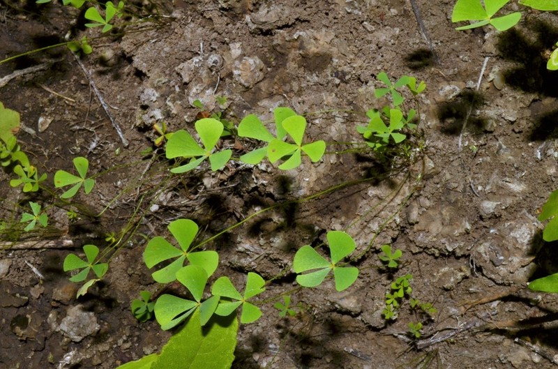 Hairy Waterclover photo 9