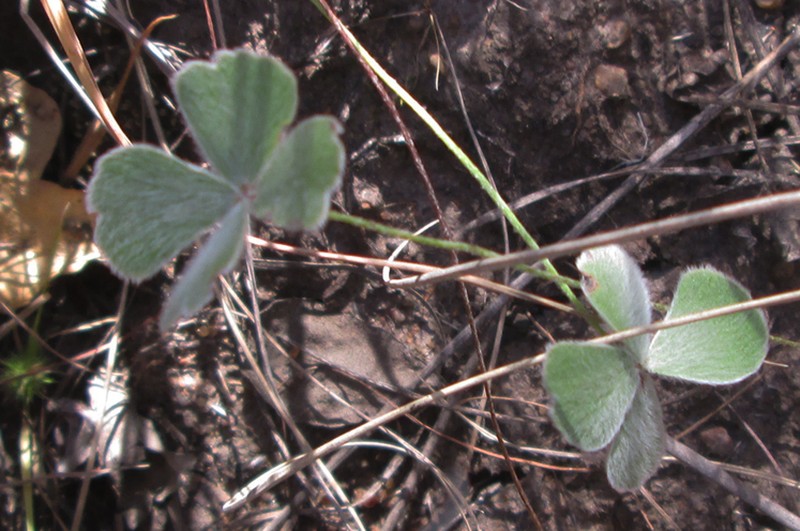 Marsilea villifolia