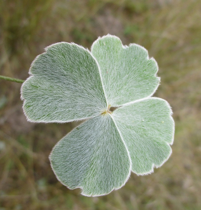 Marsilea villifolia photo 2