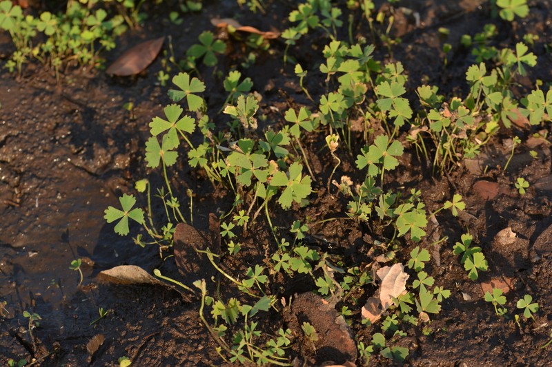 Marsilea villifolia photo 3