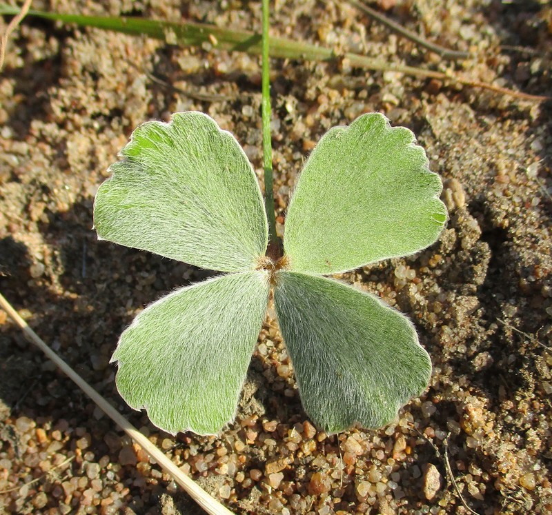 Marsilea villifolia photo 5