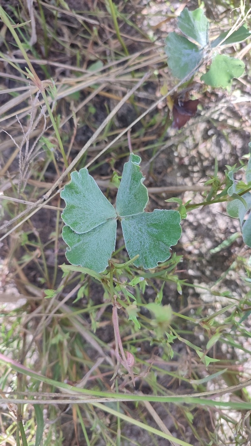 Marsilea villifolia photo 6