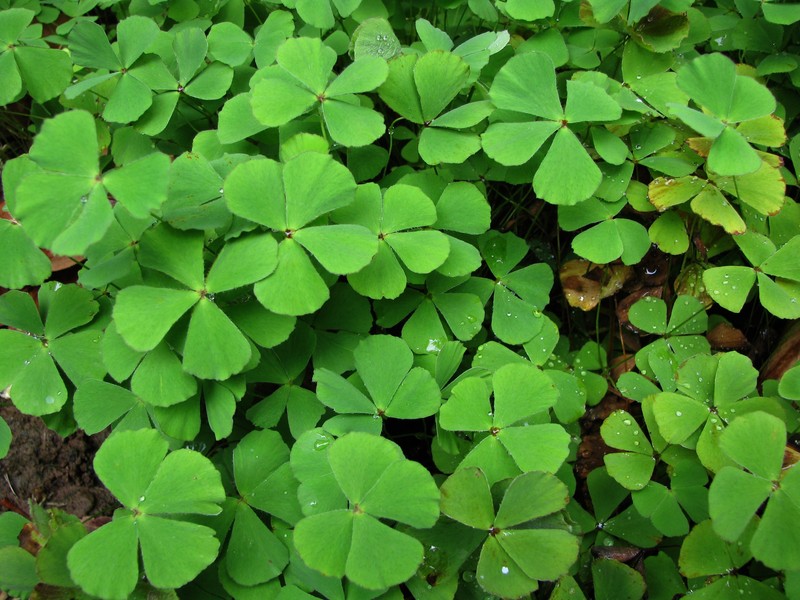 Villous Waterclover