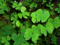 Villous Waterclover