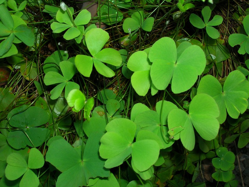 Villous Waterclover photo 2