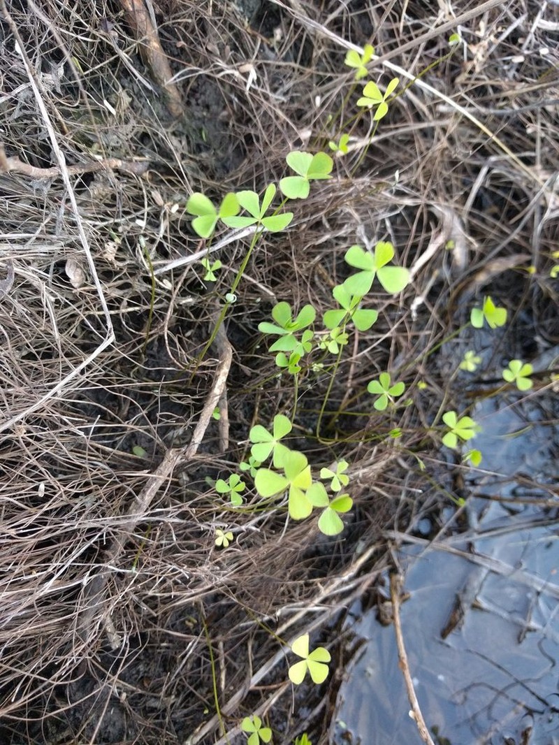 Villous Waterclover photo 3