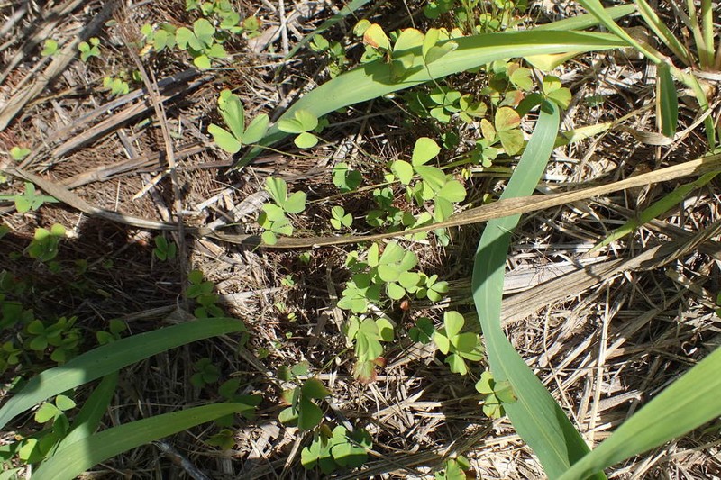 Villous Waterclover photo 4