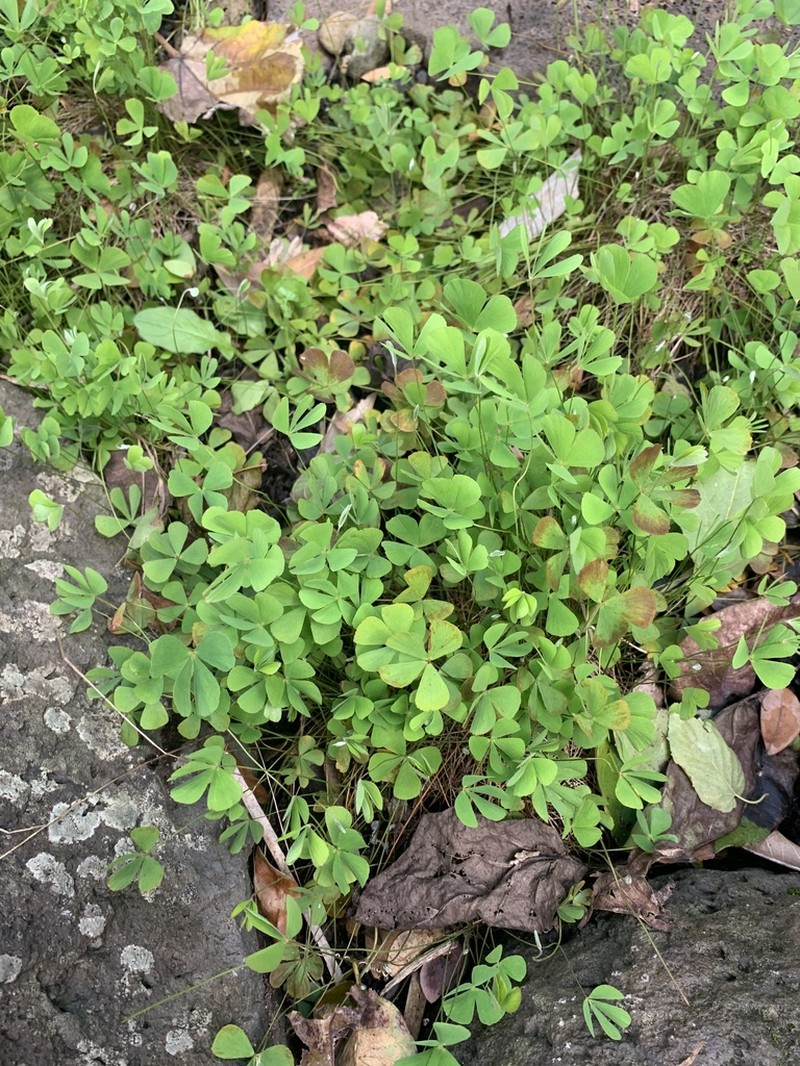 Villous Waterclover photo 5