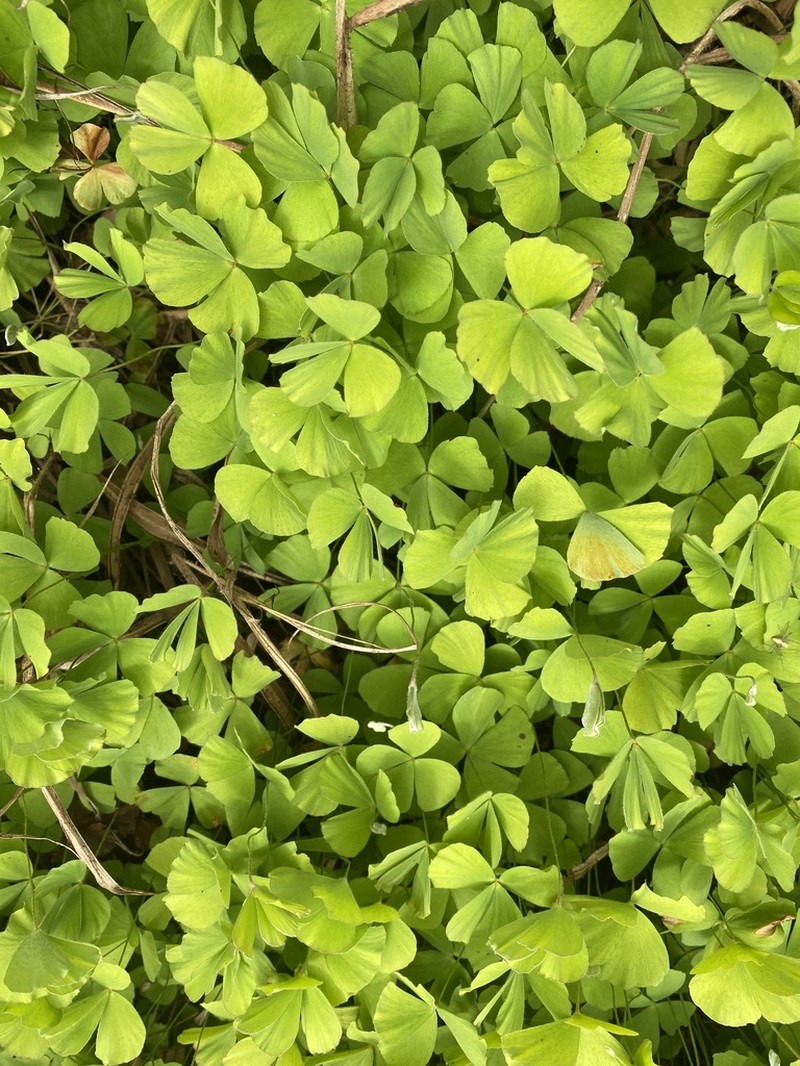Villous Waterclover photo 6