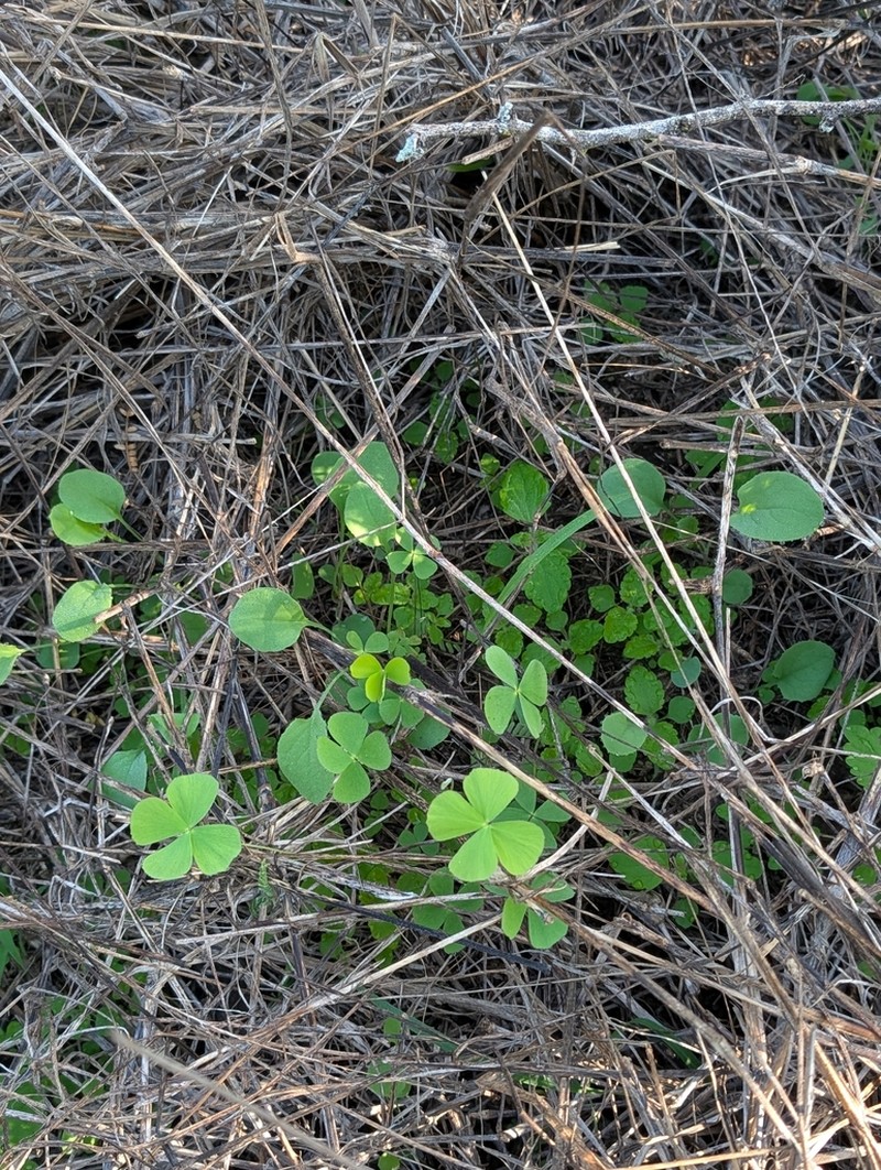 Villous Waterclover photo 7
