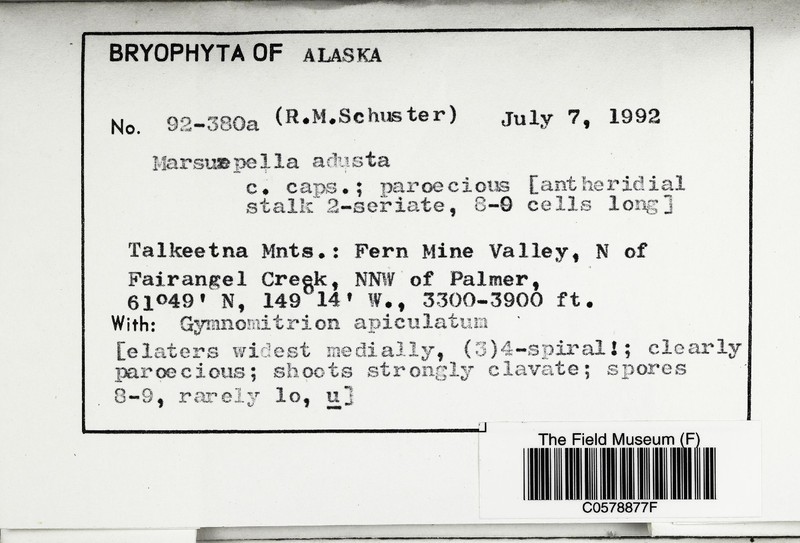 Marsupella adusta