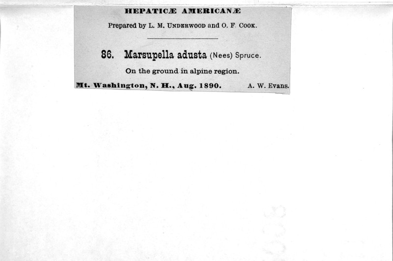 Marsupella adusta photo 2