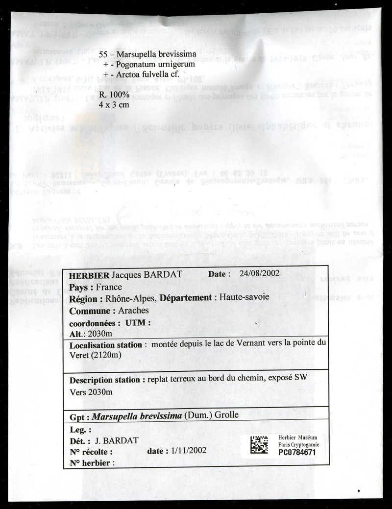 Marsupella brevissima photo 2