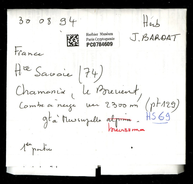 Marsupella brevissima photo 3
