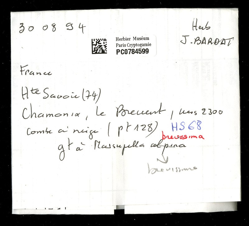 Marsupella brevissima photo 5