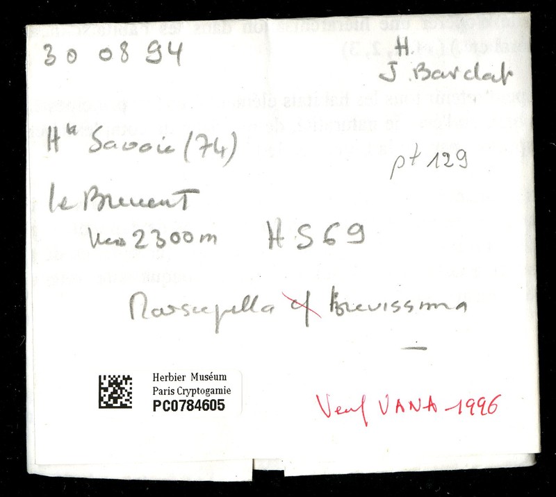 Marsupella brevissima photo 6