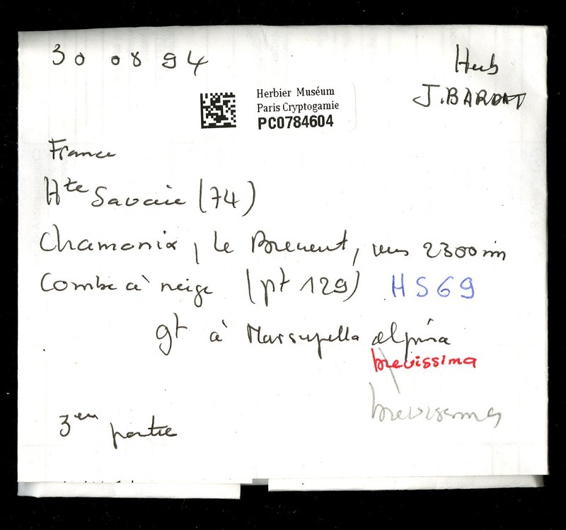 Marsupella brevissima photo 7