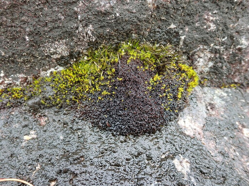 Marsupella emarginata