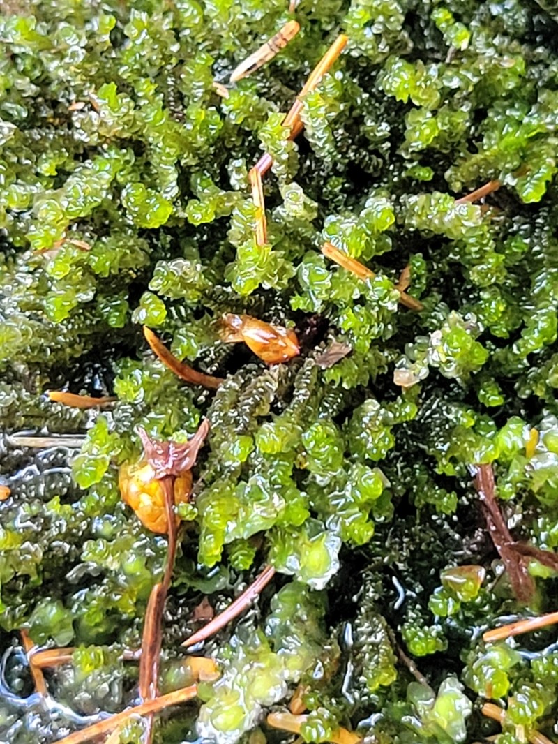 Marsupella emarginata photo 3