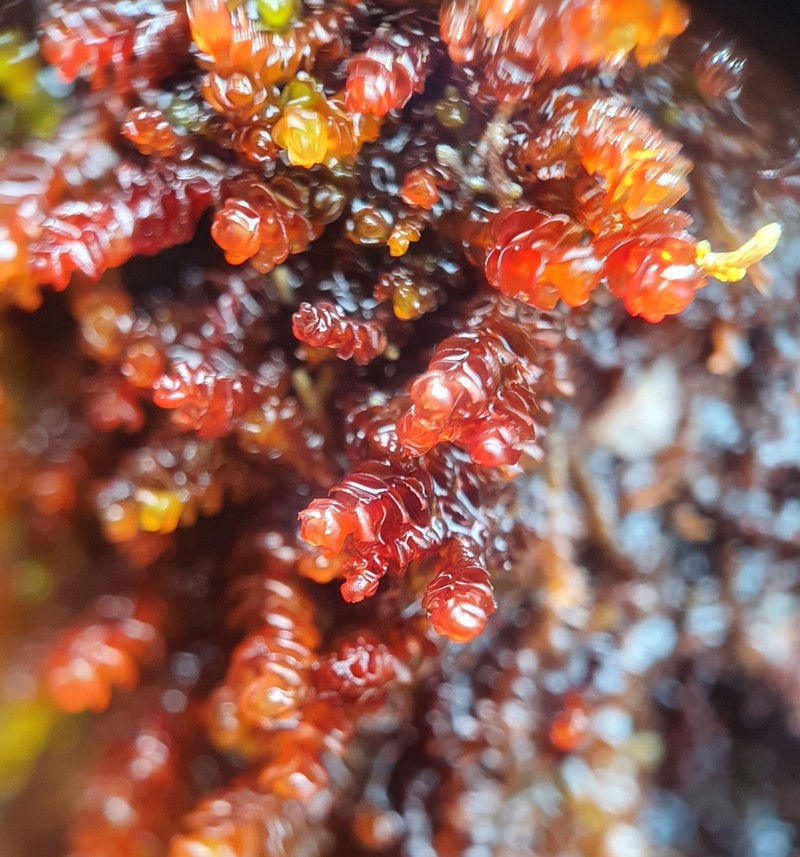 Marsupella emarginata photo 5