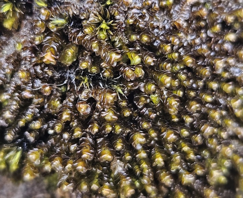Marsupella emarginata photo 6