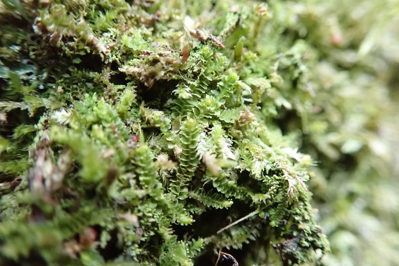 Marsupella emarginata photo 7