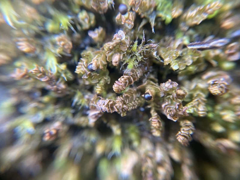 Marsupella emarginata photo 8