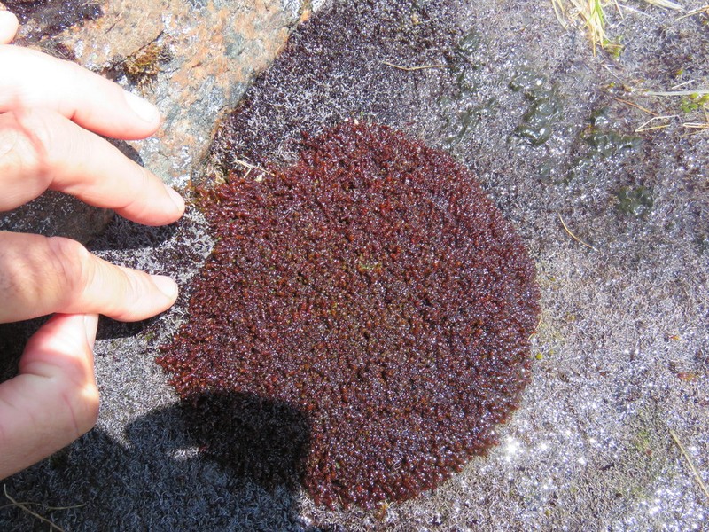 Marsupella funckii