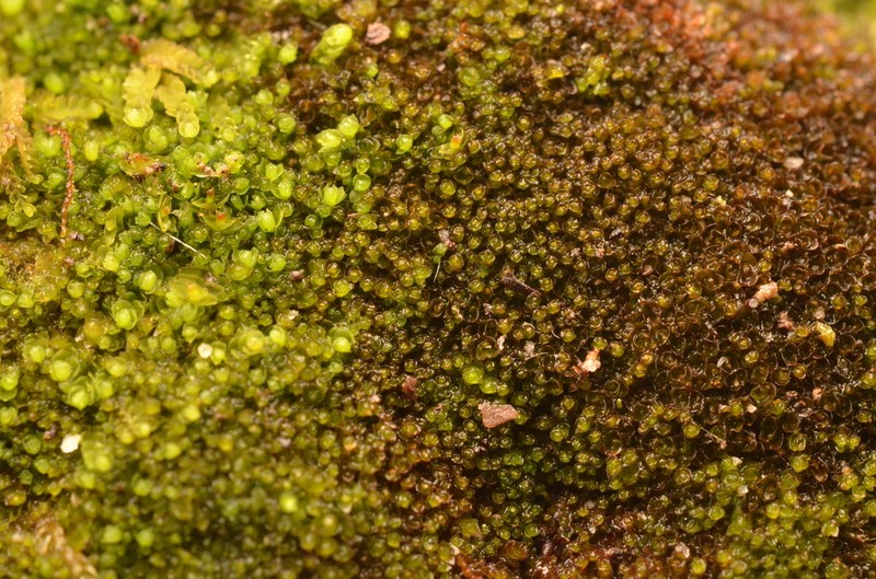 Marsupella funckii photo 2