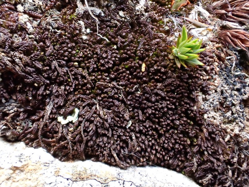 Marsupella funckii photo 3