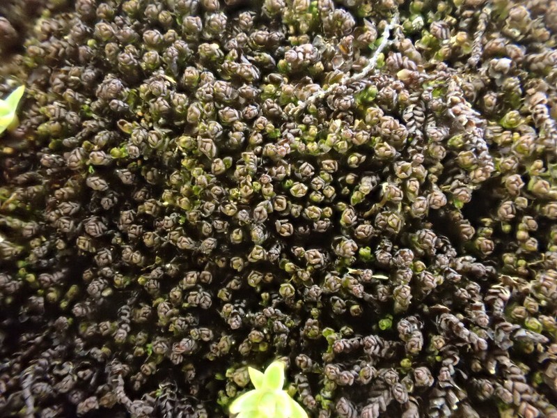 Marsupella funckii photo 4
