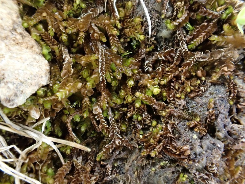 Marsupella funckii photo 6