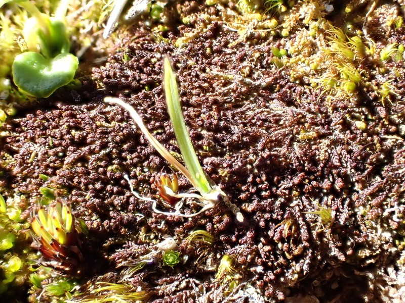Marsupella funckii photo 7
