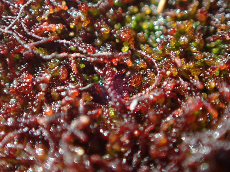 Marsupella sparsifolia