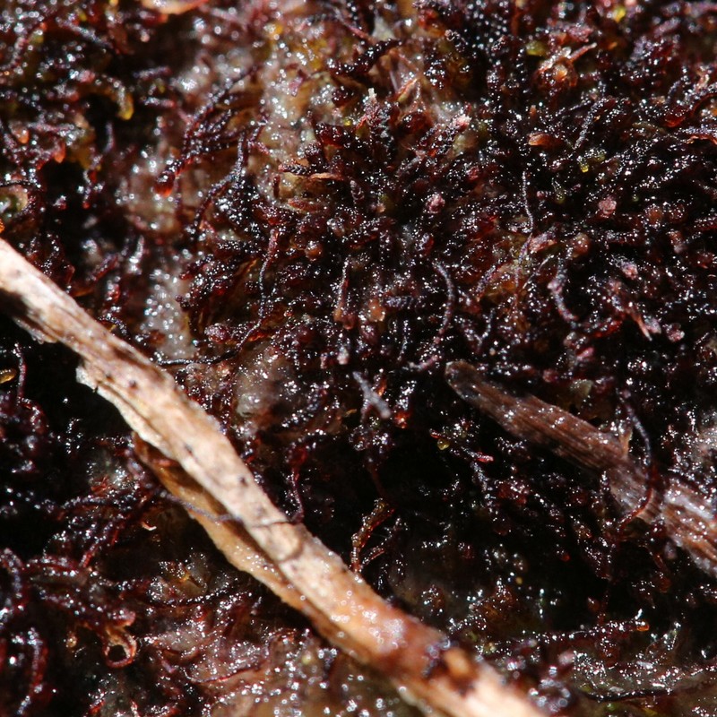 Marsupella sparsifolia photo 3