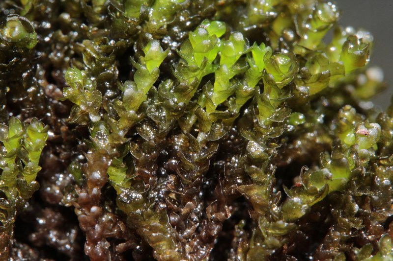 Marsupella sphacelata