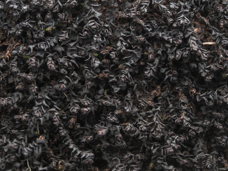 Marsupella sphacelata