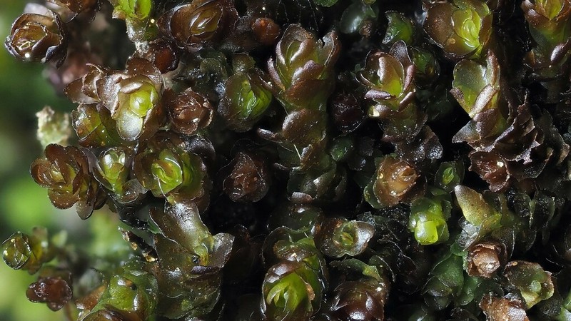 Marsupella sphacelata photo 2