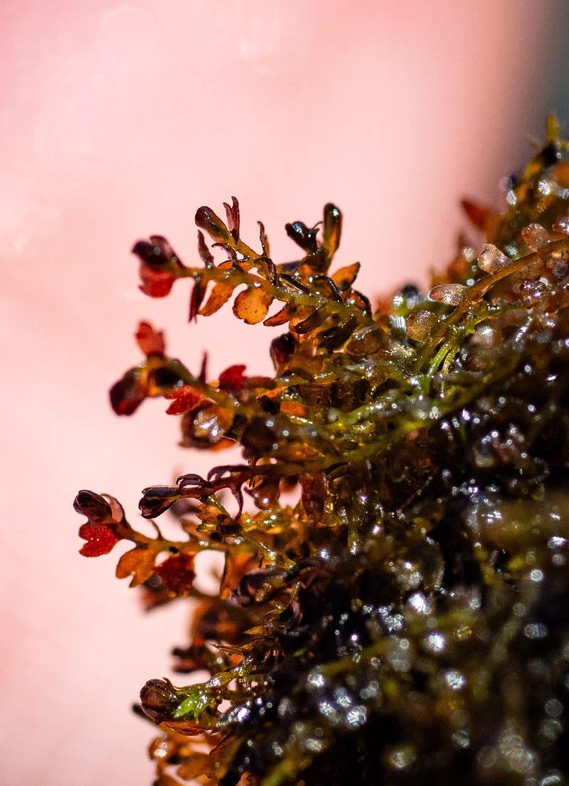 Marsupella sphacelata photo 3