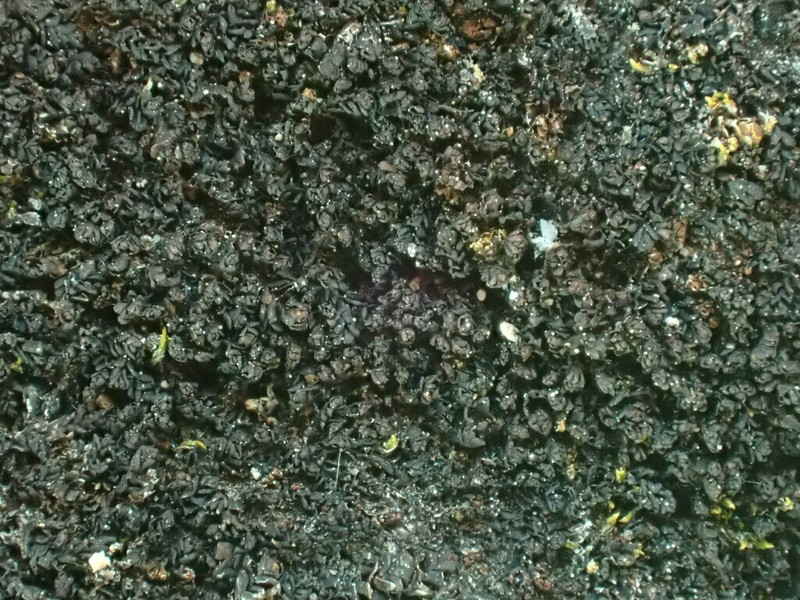Marsupella sphacelata photo 5