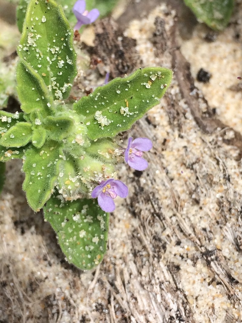 Marsypianthes dunensis