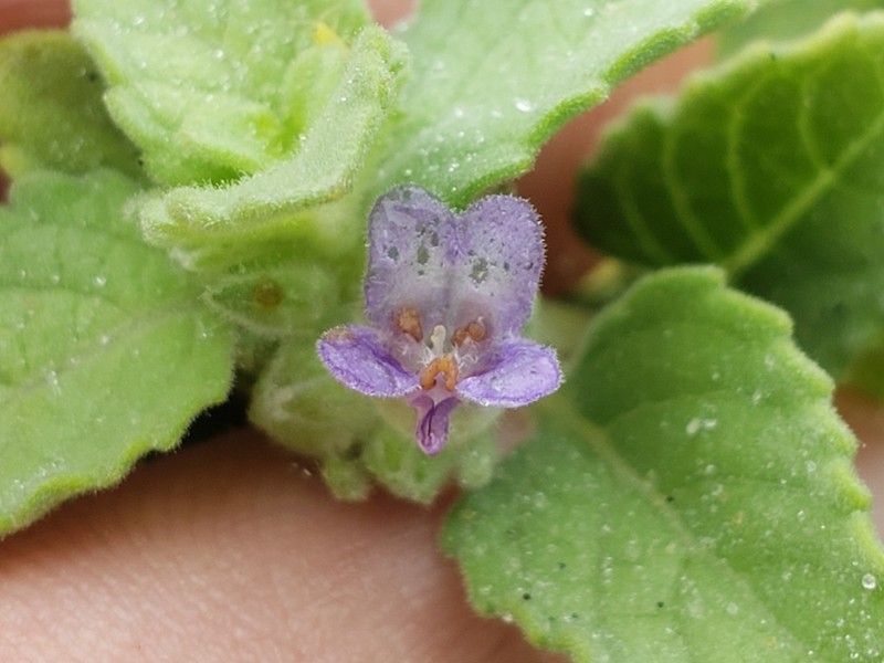 Marsypianthes dunensis photo 2
