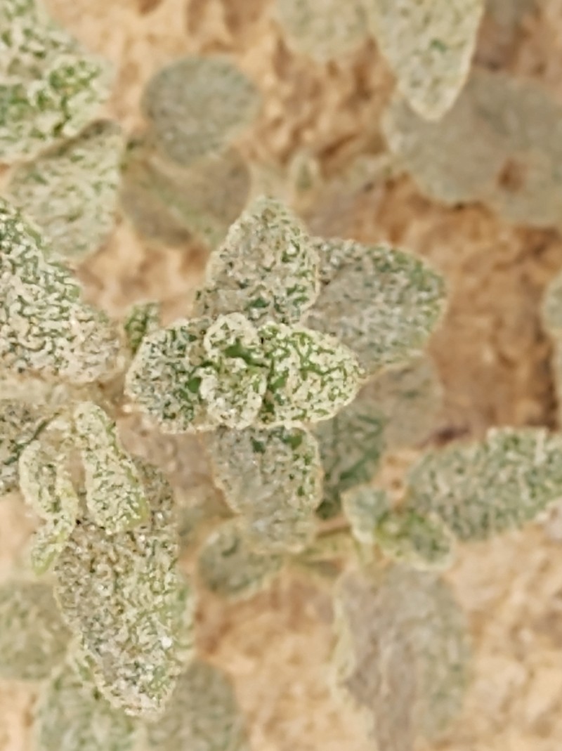 Marsypianthes dunensis photo 3