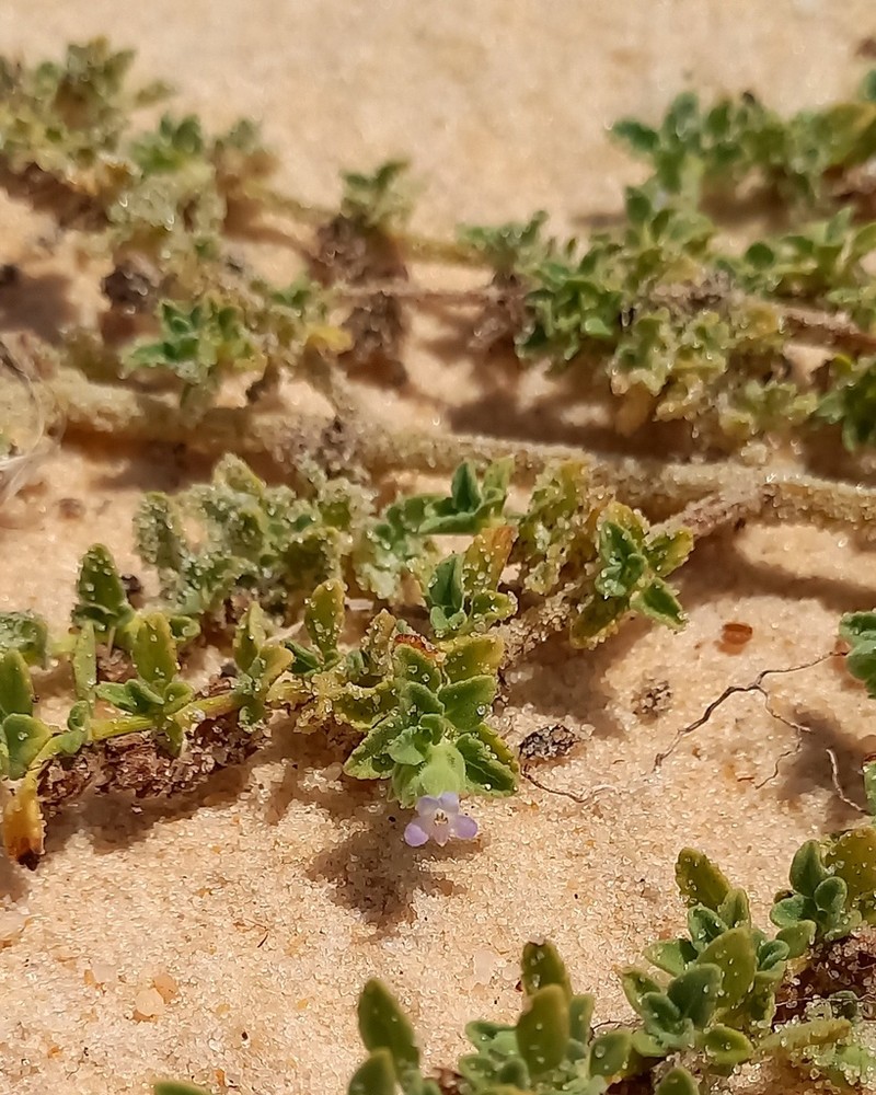 Marsypianthes dunensis photo 4