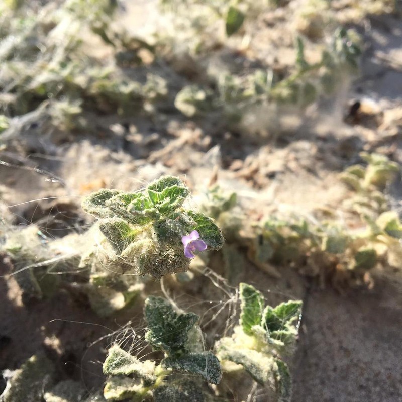 Marsypianthes dunensis photo 5