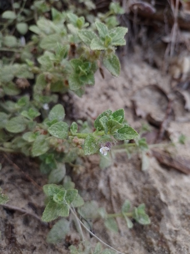 Marsypianthes dunensis photo 6