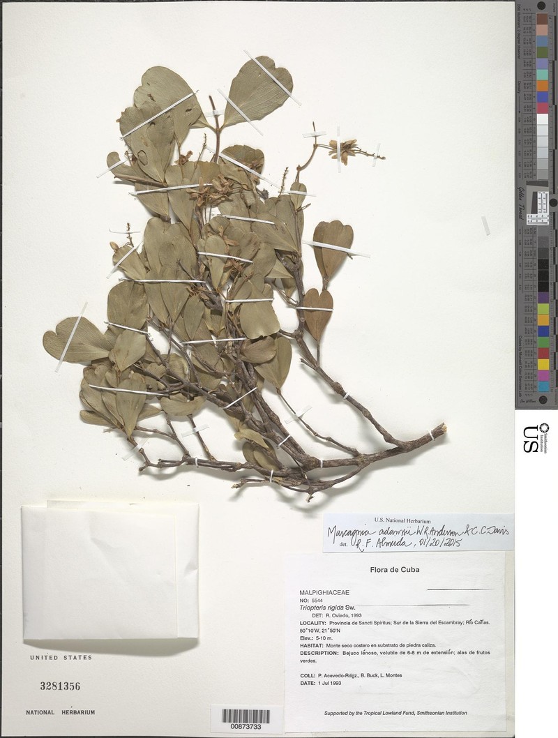 Mascagnia adamsii photo 2