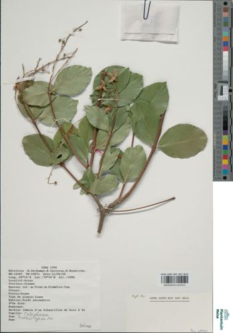 Mascagnia adamsii photo 3