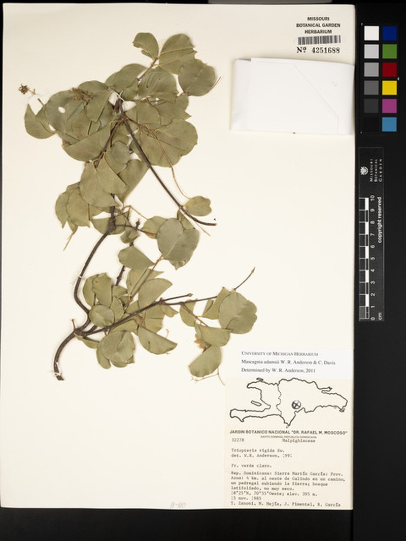 Mascagnia adamsii photo 4
