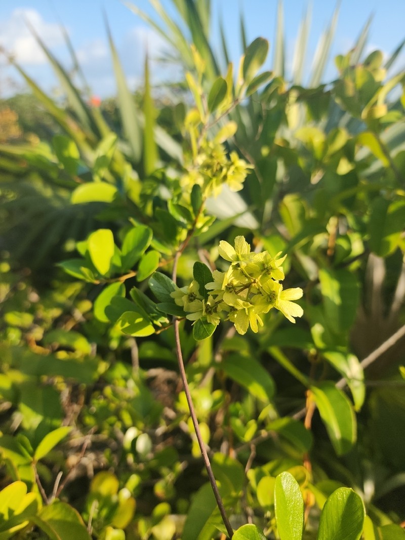 Mascagnia lucida